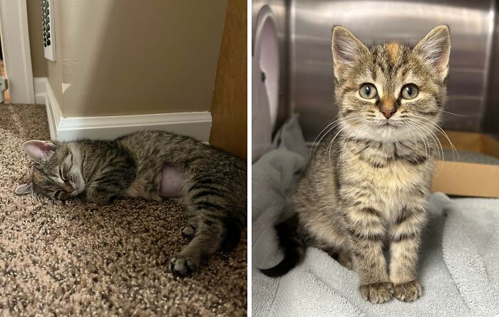 Say Hello To This Cutie, Just Officially Adopted!