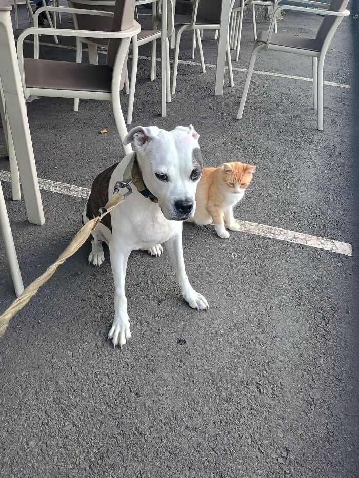 Adopted This Stray After He Became My Dog’s Bestie