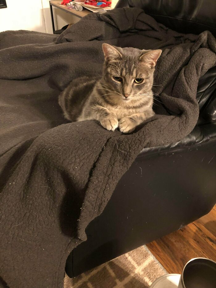 That ‘Nope, I Live Here Now’ Cat Who Refused To Take No For An Answer