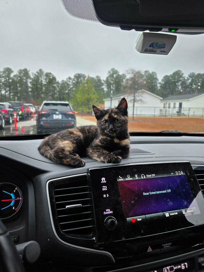 Just Joined The Tortie Club And I’m Here For It!