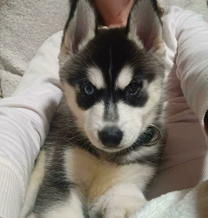 Say Hi to Rosie, My New Little Husky Princess