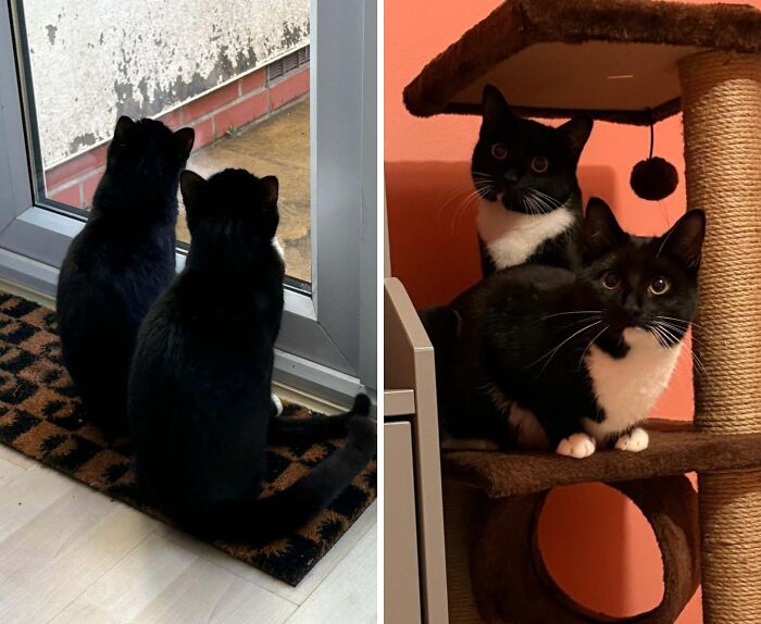 Adopted These Besties Who Do Everything Together – Double Trouble!