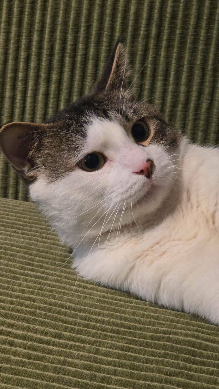 Meet Fred! Adopted Him Yesterday And Yep, He’s Rocking Three Legs!