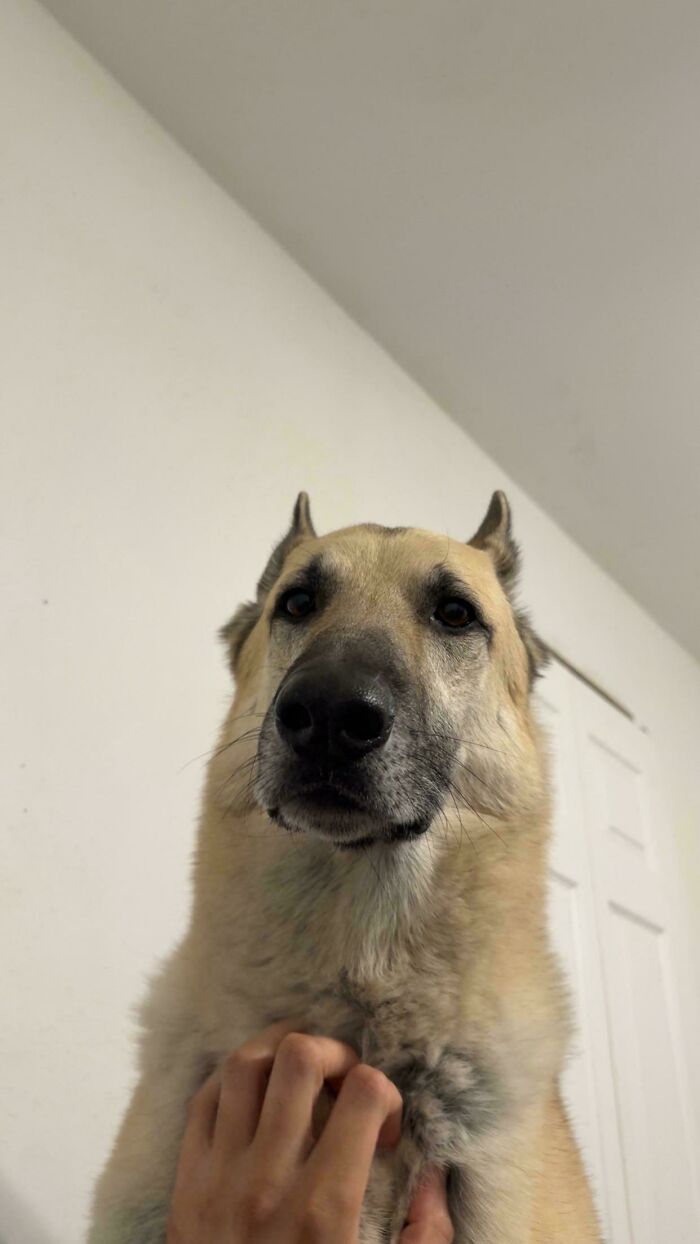 Adopted A Rescue Shepherd Who’s Basically A Pet Demanding Machine