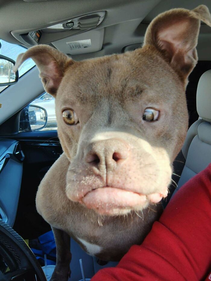 Kringle Found A New Home! His Adopter Drove Four and a Half Hours Because He’s Worth It!