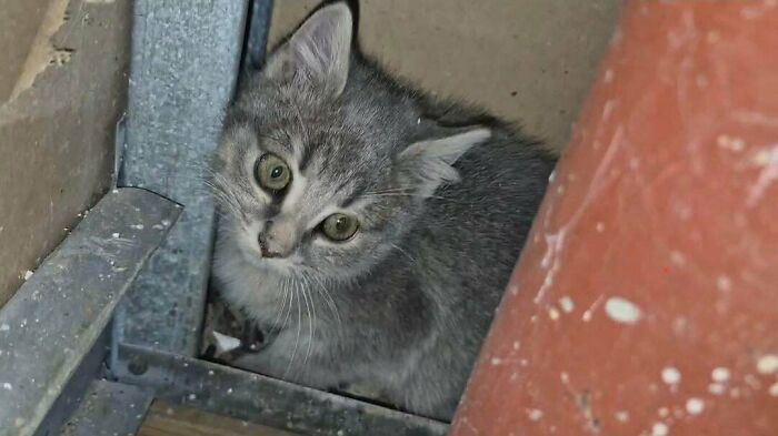 Wally The Wall-Cat! Rescued After Being Trapped In A Wall