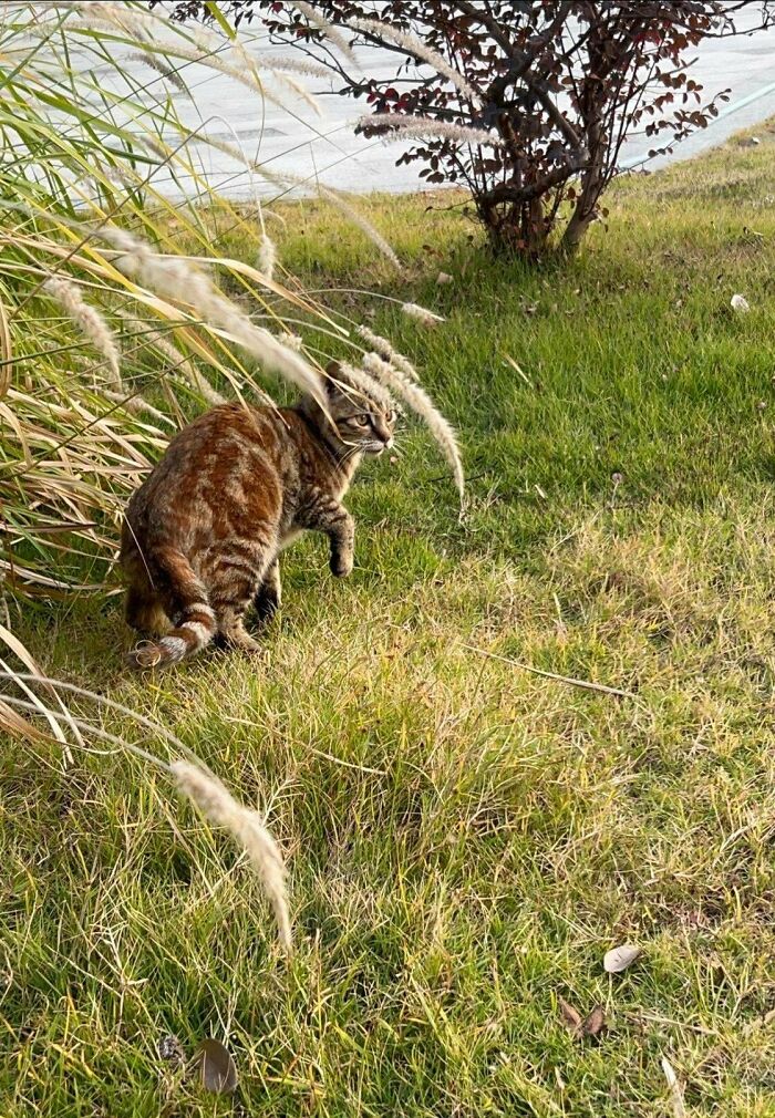 The Little Stray That Kept Coming Back, So We Made It Official