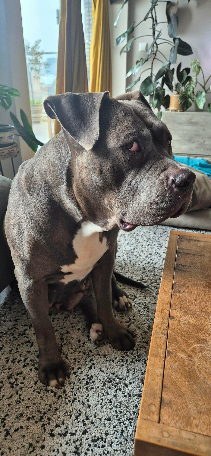 74 Adorable New Pets Who Just Hit The Jackpot With Their Forever Homes (January Edition)