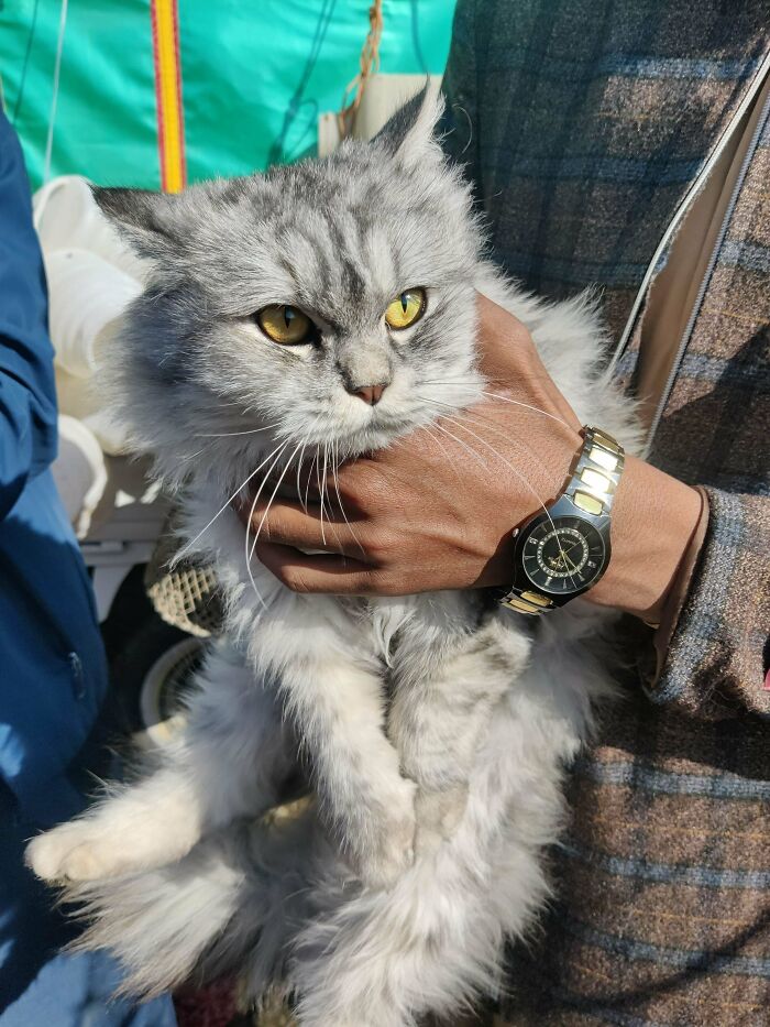 74 Adorable New Pets Who Just Hit The Jackpot With Their Forever Homes (January Edition)