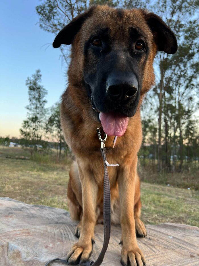 74 Adorable New Pets Who Just Hit The Jackpot With Their Forever Homes (January Edition)