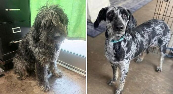 74 Adorable New Pets Who Just Hit The Jackpot With Their Forever Homes (January Edition)