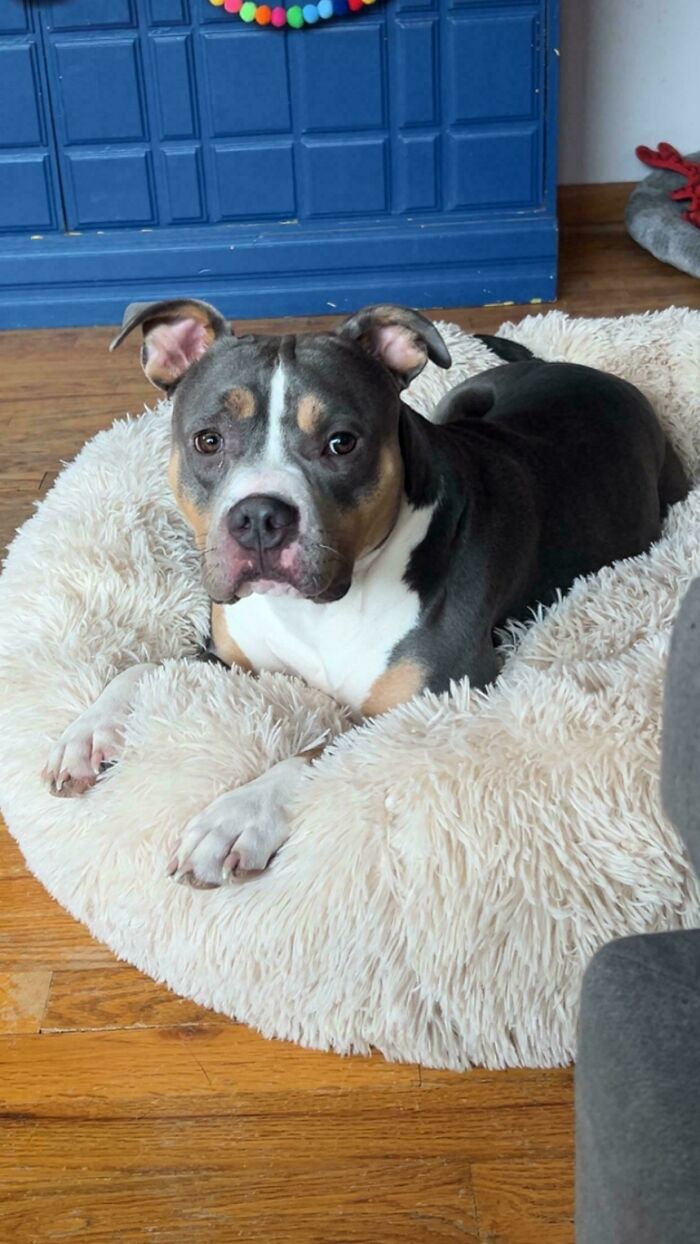 74 Adorable New Pets Who Just Hit The Jackpot With Their Forever Homes (January Edition)