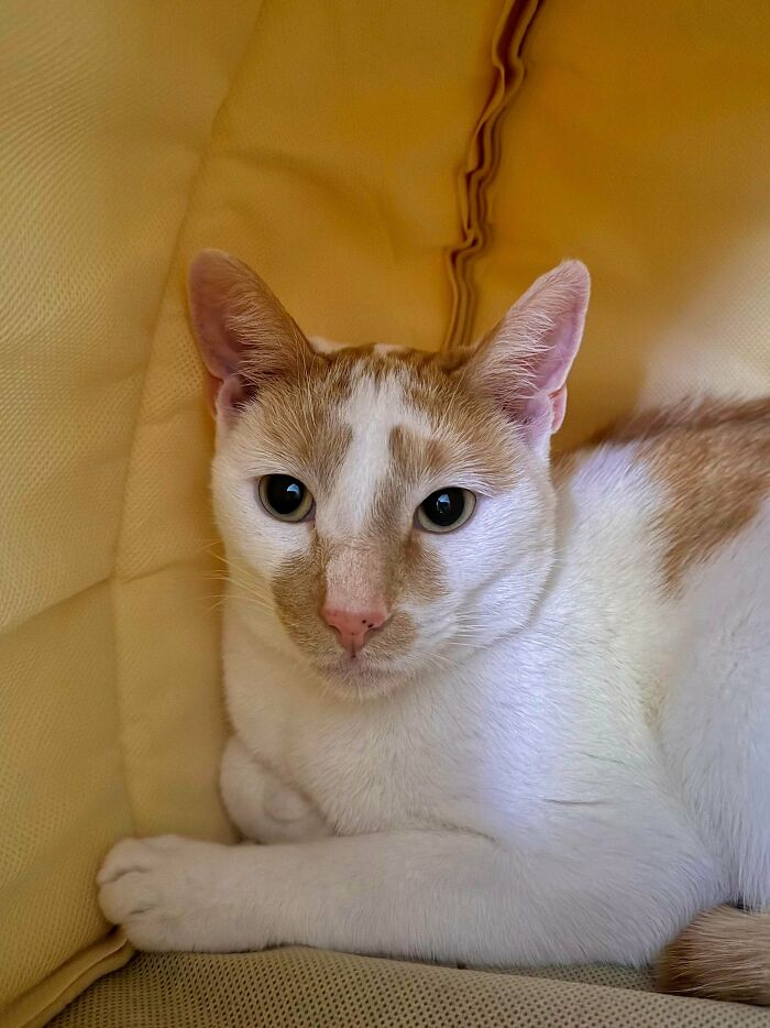 74 Adorable New Pets Who Just Hit The Jackpot With Their Forever Homes (January Edition)