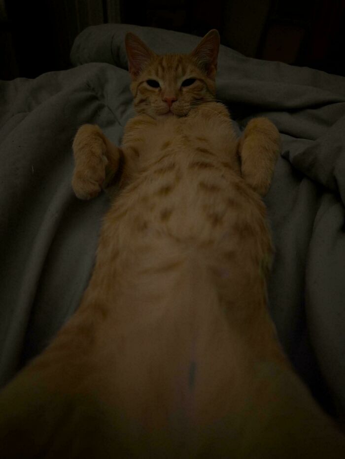 74 Adorable New Pets Who Just Hit The Jackpot With Their Forever Homes (January Edition)