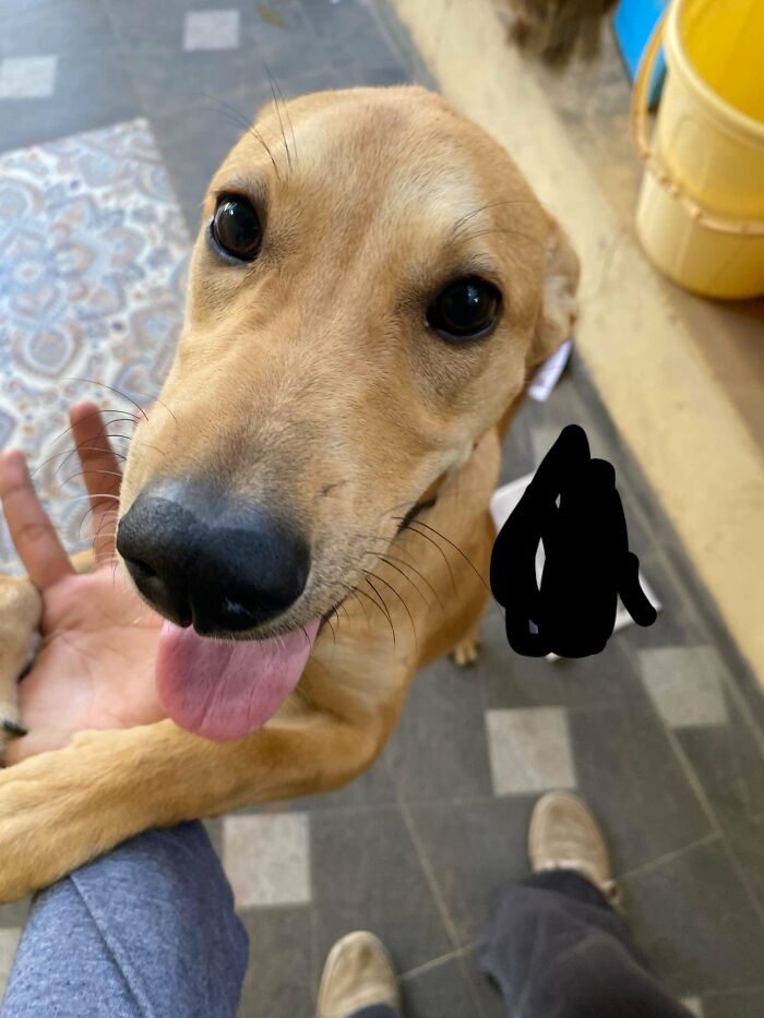 74 Adorable New Pets Who Just Hit The Jackpot With Their Forever Homes (January Edition)