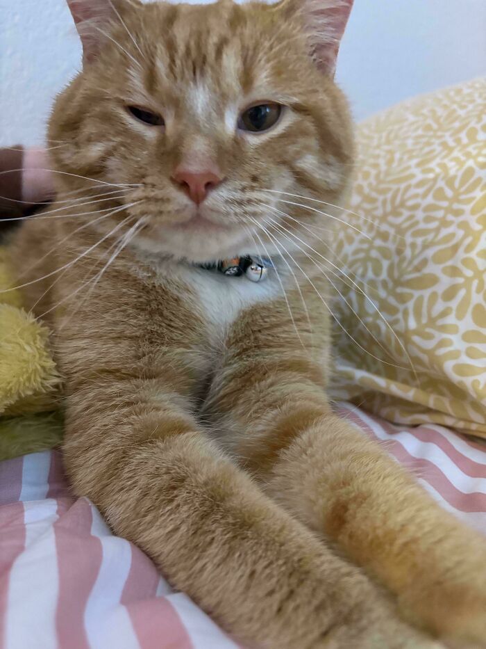 74 Adorable New Pets Who Just Hit The Jackpot With Their Forever Homes (January Edition)