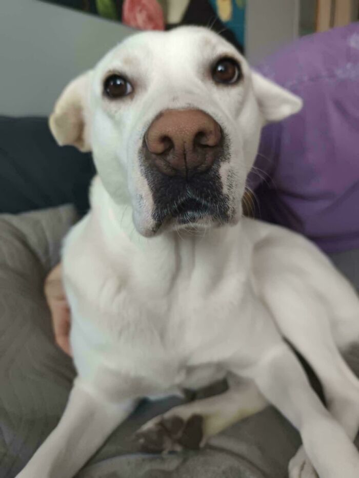 74 Adorable New Pets Who Just Hit The Jackpot With Their Forever Homes (January Edition)