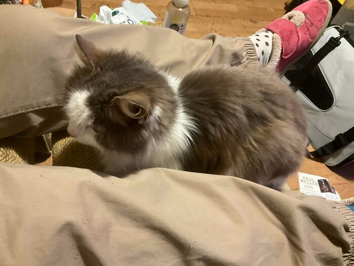 74 Adorable New Pets Who Just Hit The Jackpot With Their Forever Homes (January Edition)