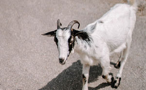 Wait, People Actually Saw These Weird Things?!