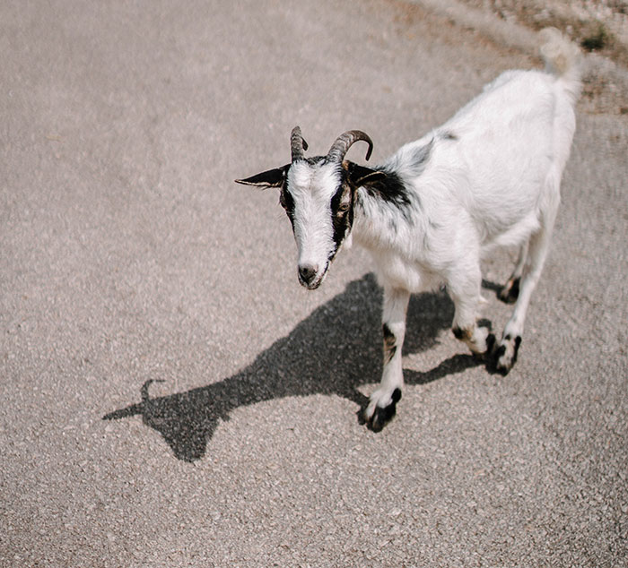 Wait, People Actually Saw These Weird Things?!