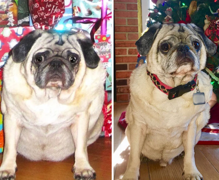 Puggy’s Glow Up: 32lbs to 26lbs, 8 Months Later