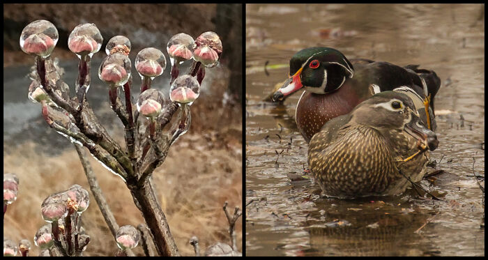 "Winter Veil" & "Wood Ducks Eating a Frog" – Nature’s Drama Unfolds