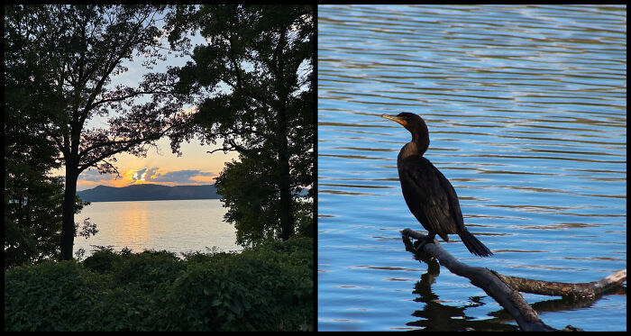 "Sunset" & "Double Breasted Cormorant" – Birds and Colors That Stop You