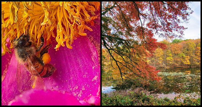 "The Polenator" & "Showy Farewell" – Flowers with Attitude