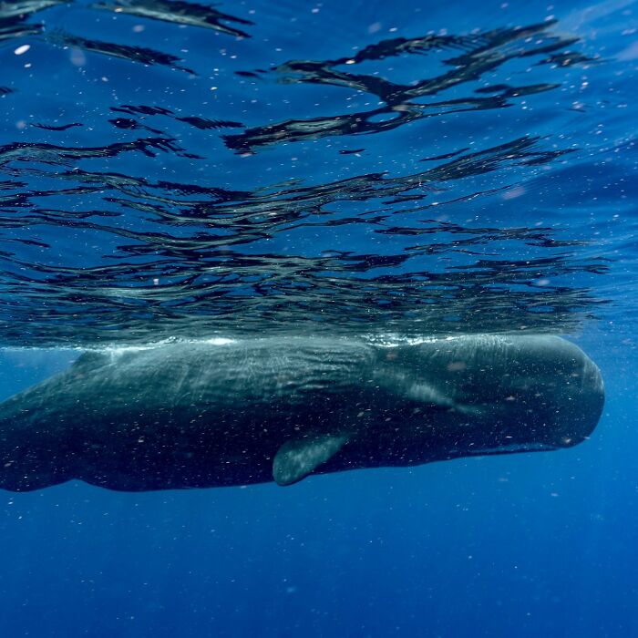 Dominica Sperm Whale Reserve: Whale Watching Like a Boss