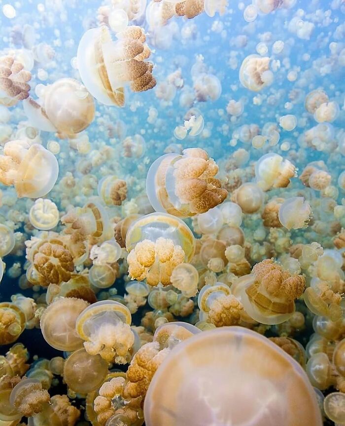 Jellyfish Lake, Palau: Swim with the Stingless Floaters