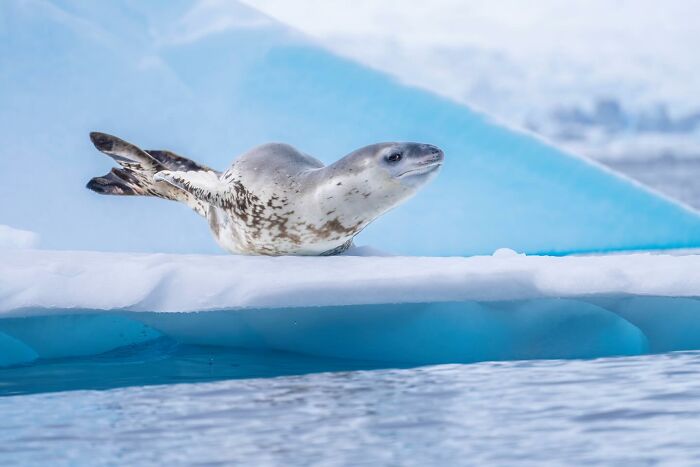 Antarctica: The Ultimate Off-Grid Adventure