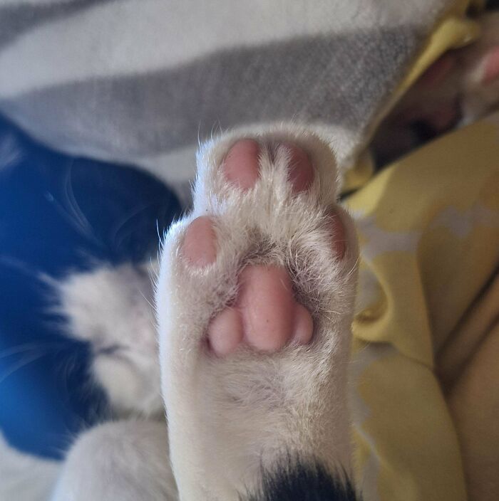 My Cat’s Paw Pad Is Secretly A Nose? Wait, What?