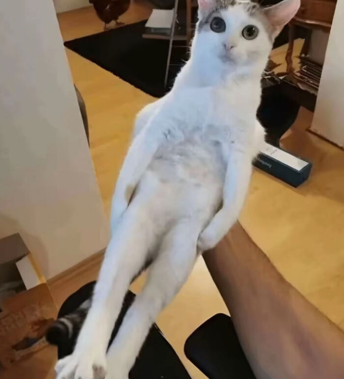Just Chillin’ With My Cat, Cause Why Not?