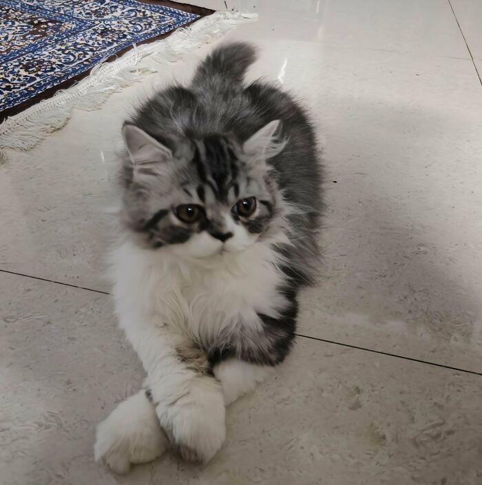Why Does This Little Guy Think He’s Tough? Adorable, Really