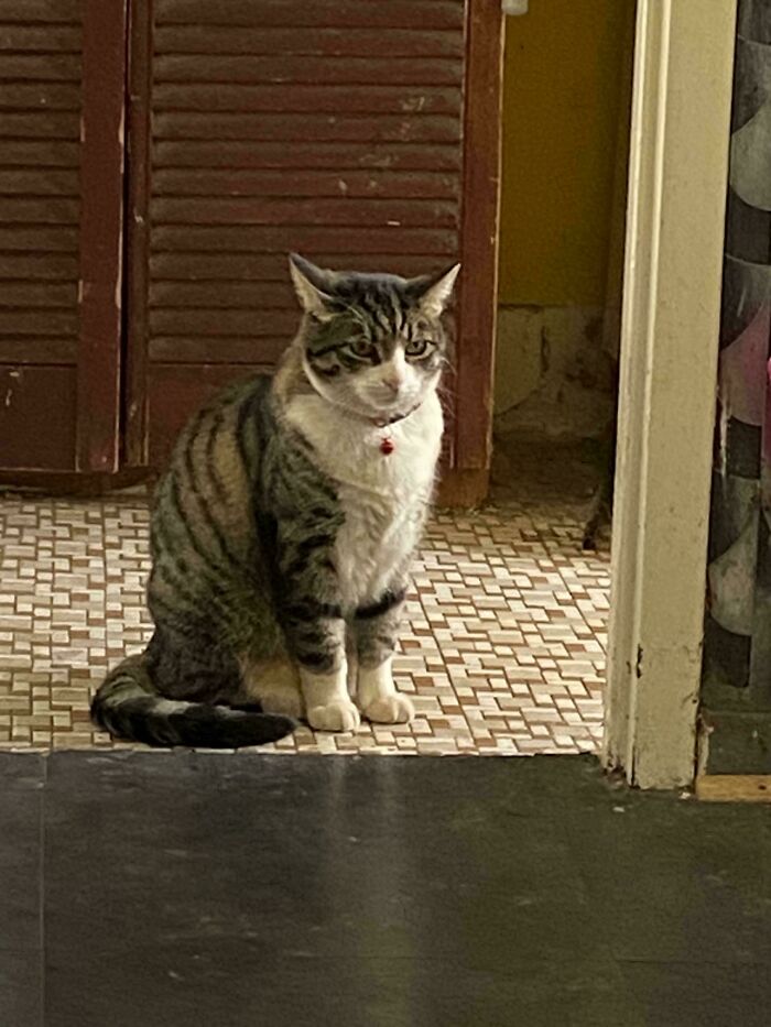 This Little Fella Is Judging You. Admit It.