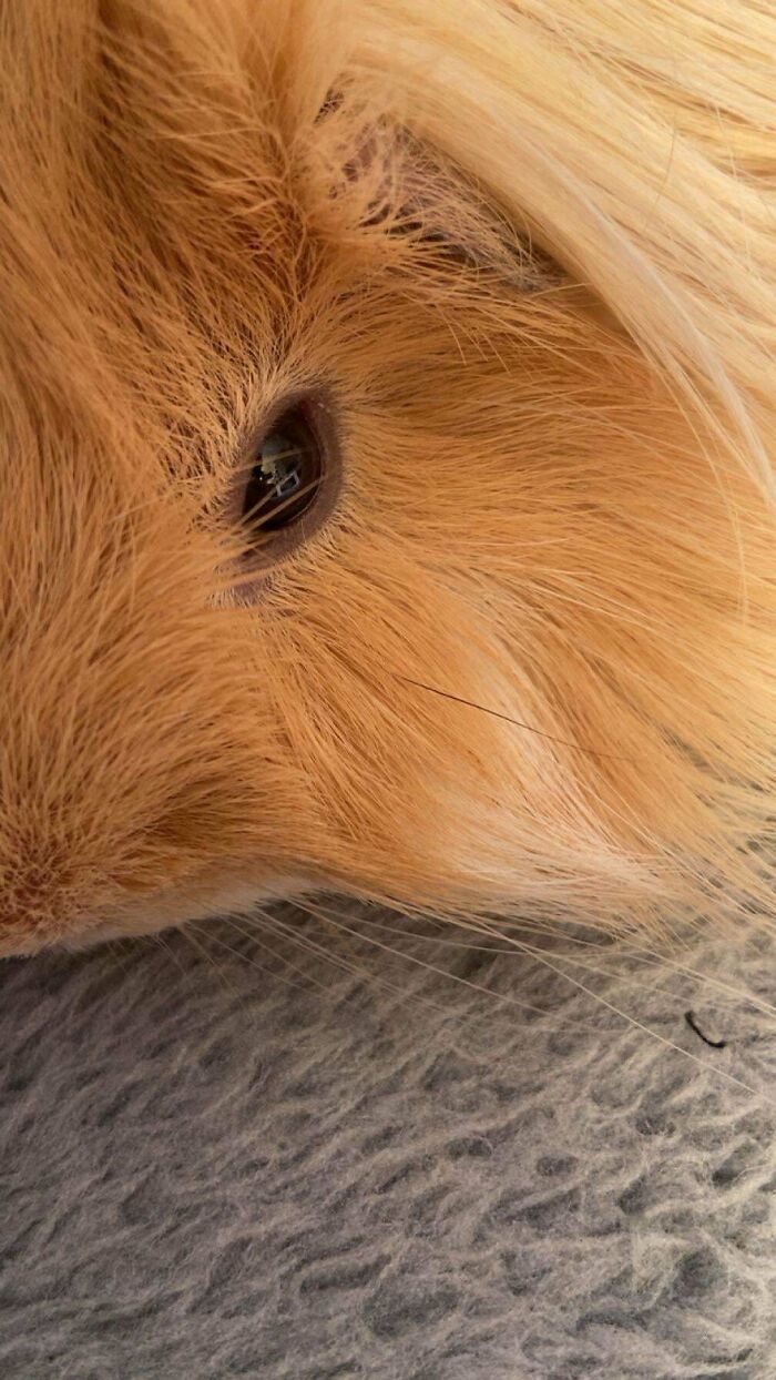 My Ginger Guinea Pig Has One Sneaky Black Hair – Plot Twist!