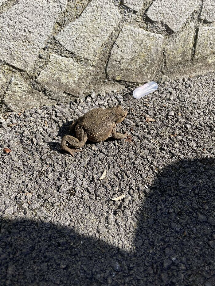A Toad's Journey: The Most Extra Toad Photo You’ll See Today