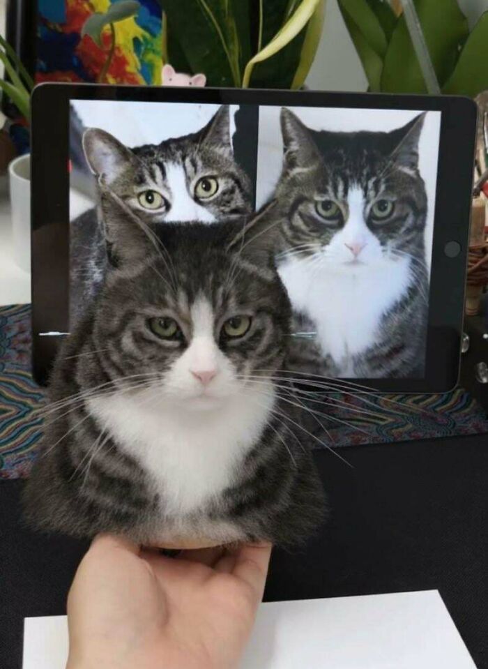 I Needle-Felted This Cat’s Majestic Nope Face