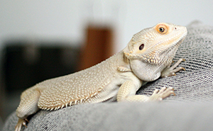 These Pet Names Are So Wild, We Had to Share!