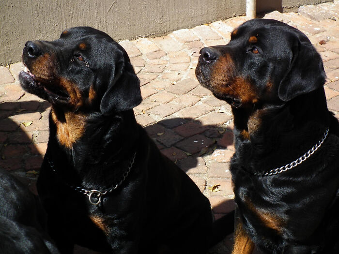 These Pet Names Are So Wild, We Had to Share!