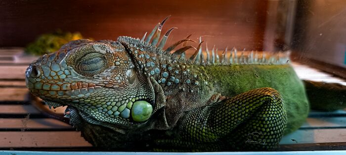 These Pet Names Are So Wild, We Had to Share!