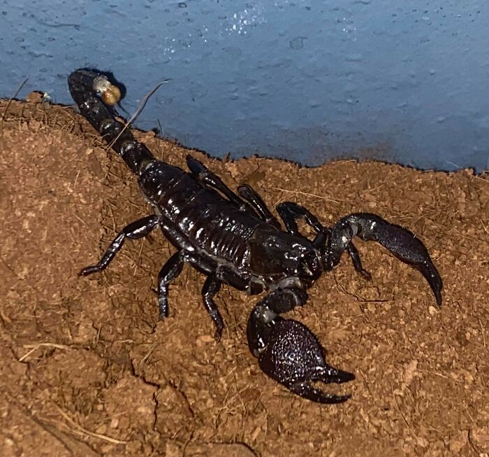 These Pet Names Are So Wild, We Had to Share!