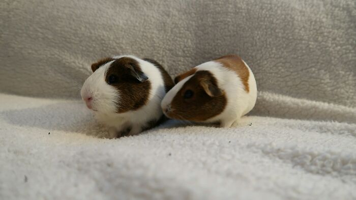 These Pet Names Are So Wild, We Had to Share!