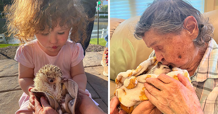 Wait, They Actually Snapped These Hedgehogs Doing Life?