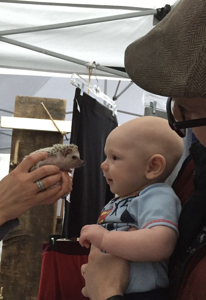 Wait, They Actually Snapped These Hedgehogs Doing Life?