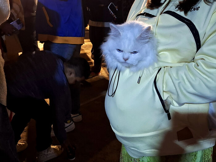 Pet Party Alert: Dhaka’s Paw Carnival Was a Total Blast!