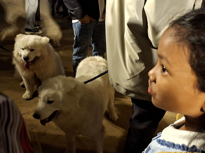 Pet Party Alert: Dhaka’s Paw Carnival Was a Total Blast!