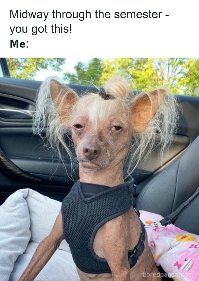 126 College Memes That Will Totally Make You Say, "Been There!"