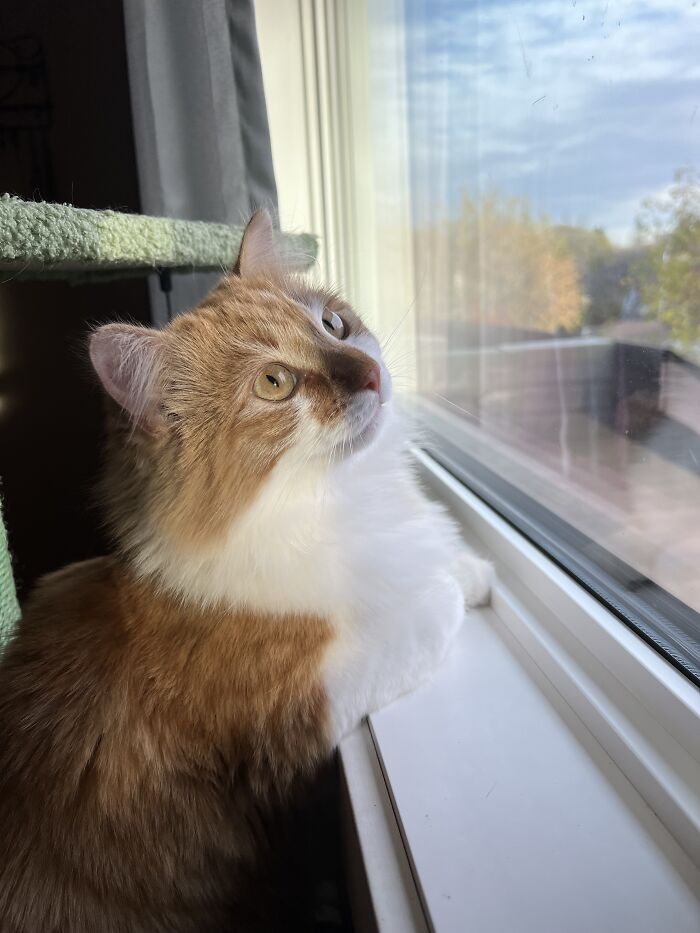 Yep, She's Still Traveling the World—But Now She’s Bossing Cats Instead of Hotels