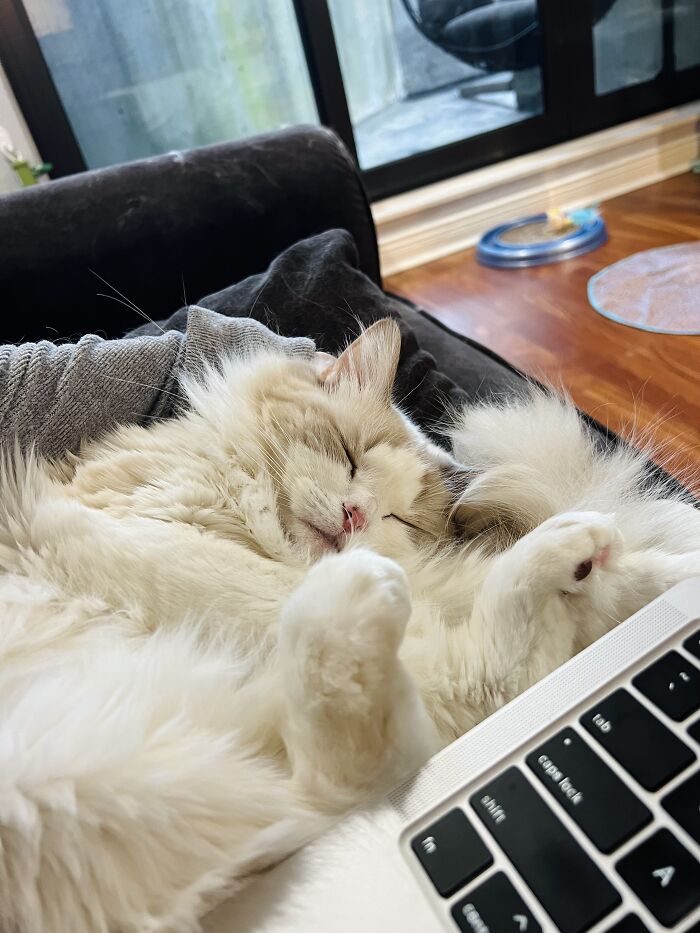 Yep, She's Still Traveling the World—But Now She’s Bossing Cats Instead of Hotels